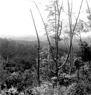 Malayan jungle