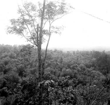 Malayan jungle