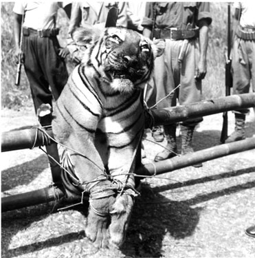 Tiger shot by Kroh Home Guard.