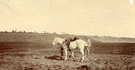 View: MR00193 Unidentified soldier with white horse