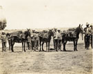 View: MR00228 Boer War, Soldiers and pack mules