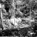 View: MR01492 Malayan jungle