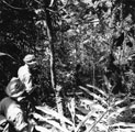 View: MR01628 Jungle patrol, Perak.