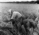 View: MR01713 Malayan at work in the rice fields