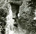 View: MR01775 Soldier from 6 Platoon making his way through the jungle undergrowth.
