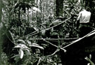 View: MR01814 Erecting bivouacs in the jungle at the end of a day on patrol