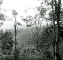 View: MR01817 Jungle area