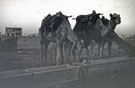 View: MR02473 Camels watering