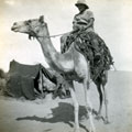 View: MR02491 Man on camel