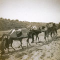 View: MR02494 Camel train