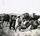 View: MR02499 Camels and local men