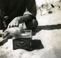 View: MR02549 A hand holding small desert animal