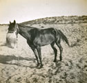 View: MR02558 Horse with nosebag
