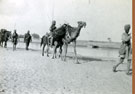 View: MR02565 Indian troops with camels. Suez