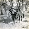 View: MR02631 Soldier in oasis with horses