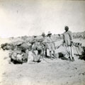 View: MR02633 Pack-camels resting in the desert