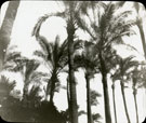 View: MR02659 Palm trees