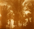 View: MR02660 Palm trees
