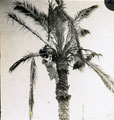 View: MR02663 Palm tree