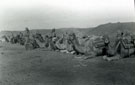 View: MR02711 Camels at Shallufa
