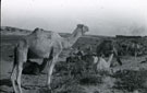 View: MR02775 Camel lines, Mayar