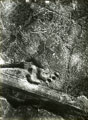 View: MR02782 Unidentified aerial reconnaissance photograph