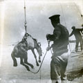 View: MR02877 Bringing a horse aboard a ship